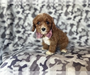 Cavapoo Puppy for sale in LAKELAND, FL, USA