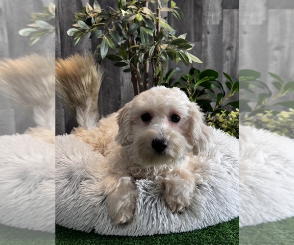 Medium Photo #1 Poo-Ton (Toy) Puppy For Sale in CANOGA, NY, USA