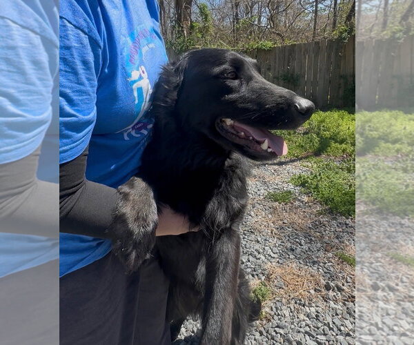 Medium Photo #3 Golden Shepherd Puppy For Sale in Thomasville, NC, USA