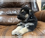 Puppy 5 Australian Shepherd-German Shepherd Dog Mix