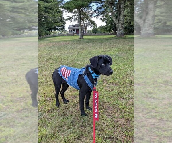 Medium Photo #7 Labrador Retriever-Unknown Mix Puppy For Sale in Boston, MA, USA
