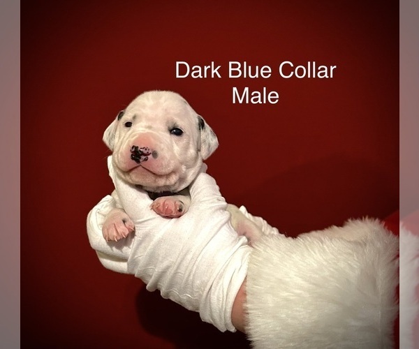 Medium Photo #4 Dalmatian Puppy For Sale in PHOENIX, AZ, USA