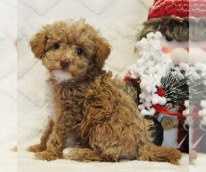 Poodle (Toy) Litter for sale in COATESVILLE, PA, USA