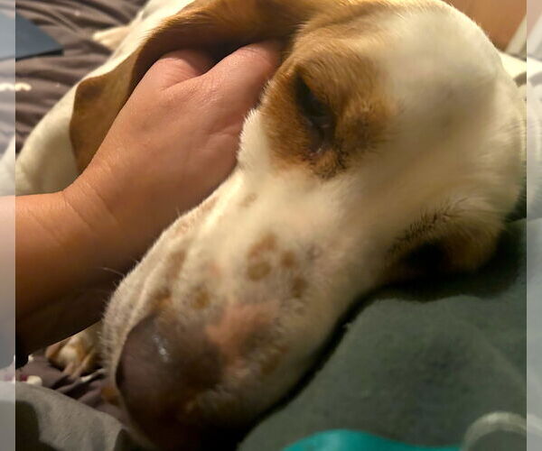 Medium Photo #10 Basset Hound Puppy For Sale in Petaluma, CA, USA