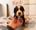 Puppy Rooster Bernese Mountain Dog