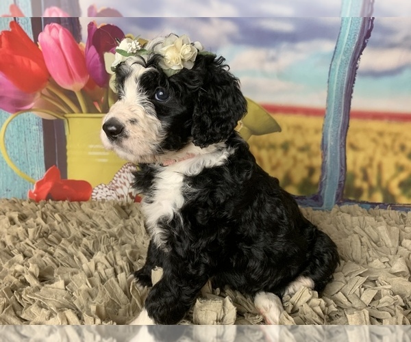 Medium Photo #17 Bernedoodle Puppy For Sale in CONCORD, NC, USA