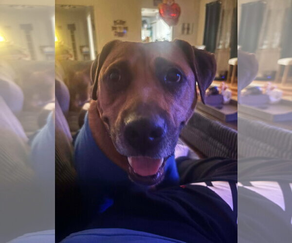 Medium Photo #8 American Pit Bull Terrier-Unknown Mix Puppy For Sale in Germantown, OH, USA