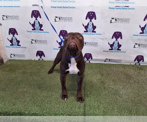 Medium Photo #1 American Bulldog-Unknown Mix Puppy For Sale in Orlando, FL, USA