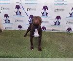 Small American Bulldog Mix