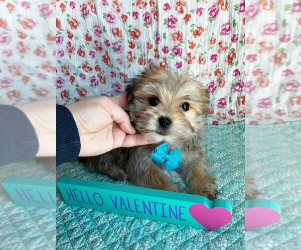 Medium Photo #3 Morkie Puppy For Sale in BELDING, MI, USA