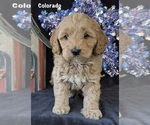 Small #1 Australian Labradoodle