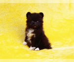 Small Photo #8 Pomeranian Puppy For Sale in WEST PALM BEACH, FL, USA