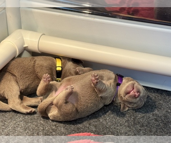 Medium Photo #2 Labrador Retriever Puppy For Sale in MODESTO, CA, USA