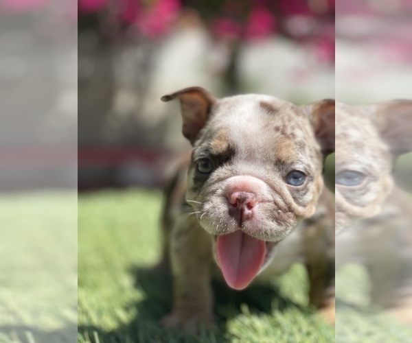 Medium Photo #6 Bulldog Puppy For Sale in LOS ANGELES, CA, USA