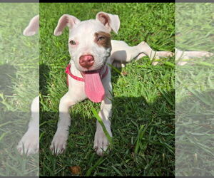 Chihuahua-Unknown Mix Dogs for adoption in Ball Ground, GA, USA