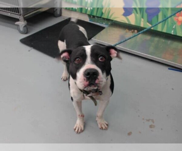 Medium Photo #1 American Pit Bull Terrier-Unknown Mix Puppy For Sale in Waco, TX, USA