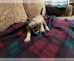 Small Photo #8 Schnauzer (Miniature) Puppy For Sale in EL PASO, TX, USA