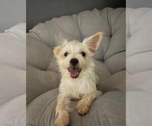 Mutt Dogs for adoption in Grafton, WI, USA