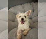 Small Mutt