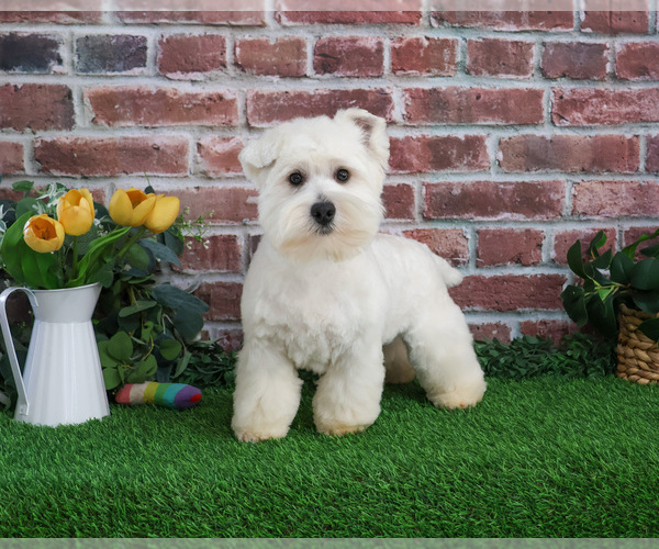 Medium Photo #7 West Highland White Terrier Puppy For Sale in SYRACUSE, IN, USA