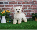 Small #6 West Highland White Terrier