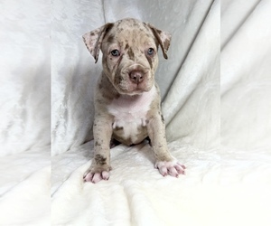 American Bully Puppy for sale in MANSFIELD, OH, USA