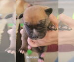 Small #8 American Staffordshire Terrier-German Shepherd Dog Mix