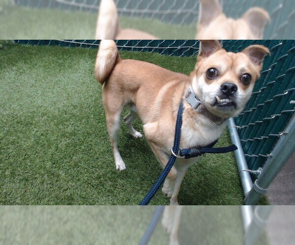 Medium Photo #1 Finnish Spitz-Shiba Inu Mix Puppy For Sale in Downey, CA, USA