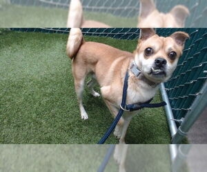 Finnish Spitz-Shiba Inu Mix Dogs for adoption in Downey, CA, USA