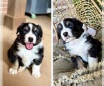 Small Photo #17 Miniature Australian Shepherd Puppy For Sale in MIDLAND, TX, USA