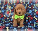 Small #7 Goldendoodle (Miniature)