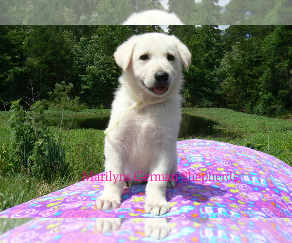 Medium Photo #3 German Shepherd Dog Puppy For Sale in PIEDMONT, MO, USA