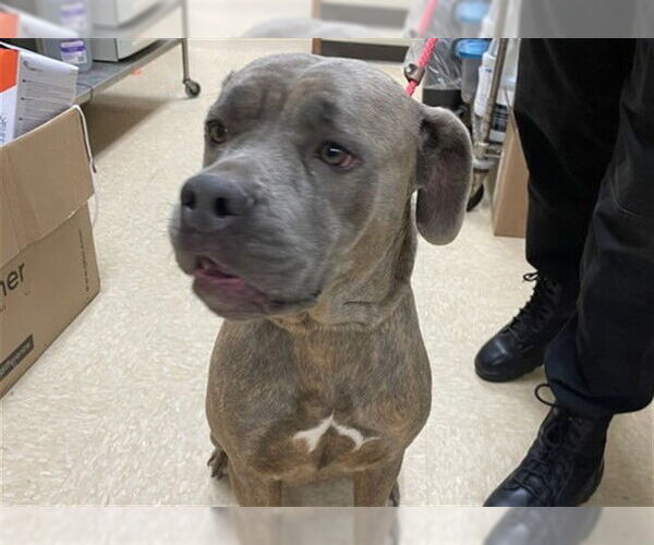 Medium Photo #1 Mutt Puppy For Sale in Springfield, MA, USA