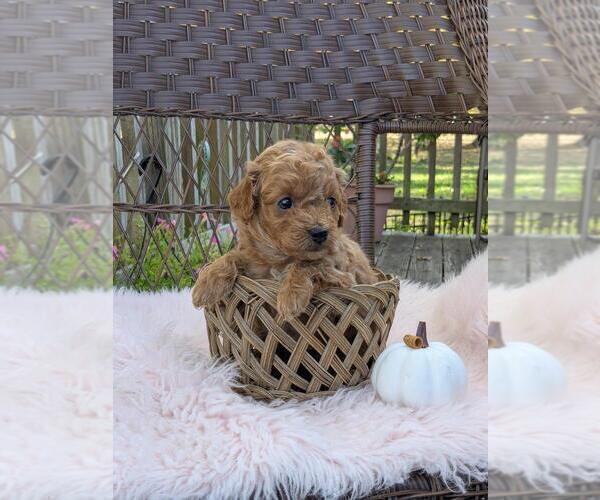 Medium Photo #5 Cock-A-Poo-Poodle (Miniature) Mix Puppy For Sale in SALEM, MO, USA