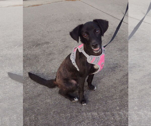 Medium Photo #10 Pomeagle Puppy For Sale in Cookeville, TN, USA