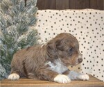 Small Photo #11 Aussiedoodle Miniature  Puppy For Sale in NEWBERRY, IN, USA