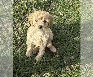 Poodle (Miniature) Puppy for sale in CONCORD, MN, USA
