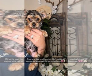 Mutt-Yorkshire Terrier Mix Puppy for sale in LABELLE, FL, USA