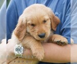 Small #1 Golden Retriever
