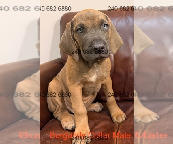 Medium Photo #2 Cane Corso Puppy For Sale in LA PLATA, MD, USA