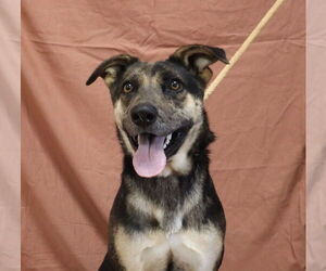 Catahoula Leopard Dog-German Shepherd Dog Mix Dogs for adoption in Bolivar, MO, USA