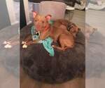 Small #20 American Staffordshire Terrier
