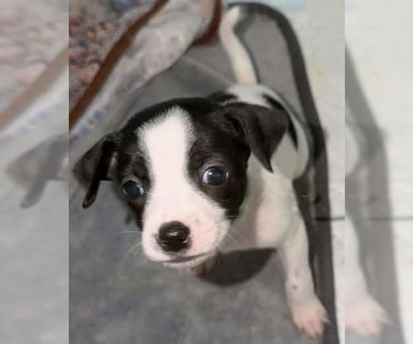 Medium Photo #4 Chihuahua-Unknown Mix Puppy For Sale in Corona, CA, USA