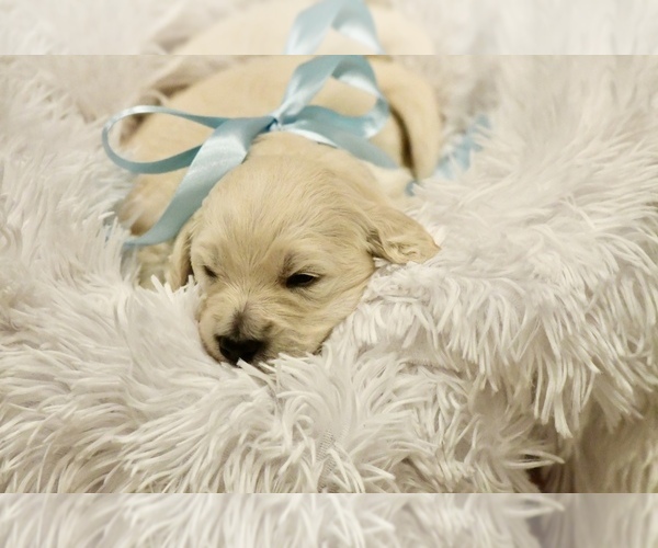 Medium Photo #3 Goldendoodle mix (+ Poodle Standard) Puppy For Sale in HATTIESBURG, MS, USA