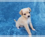 Small #1 Chihuahua Mix