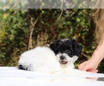 Small #10 ShihPoo