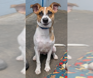 Mutt Dogs for adoption in Evansville, IN, USA