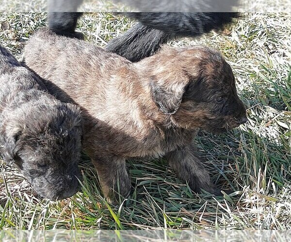 Medium Photo #2 Shepadoodle Puppy For Sale in FOUNTAIN, CO, USA