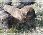 Small Photo #2 Shepadoodle Puppy For Sale in FOUNTAIN, CO, USA