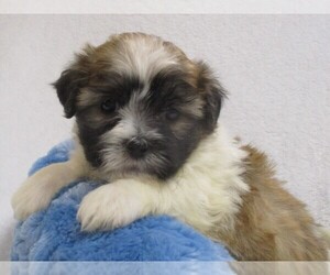 Zuchon Puppy for sale in THORP, WI, USA